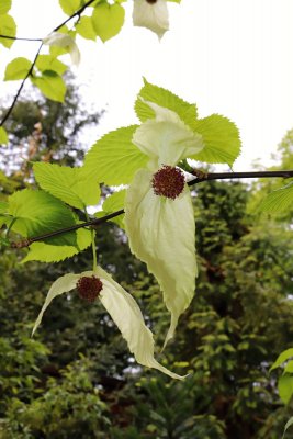 Davidia involucrata - davidie listenová - květy 1